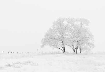 winter-nature-season-trees-66284