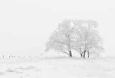 winter-nature-season-trees-66284